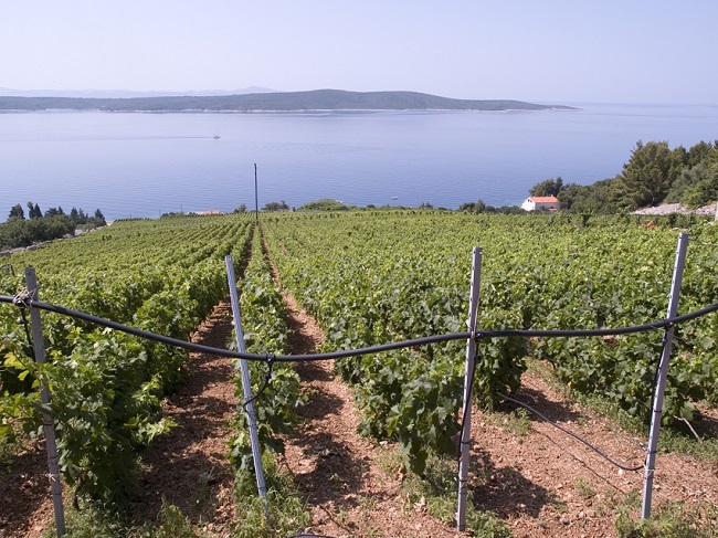 Zlatan Otok vineyards in Zavala